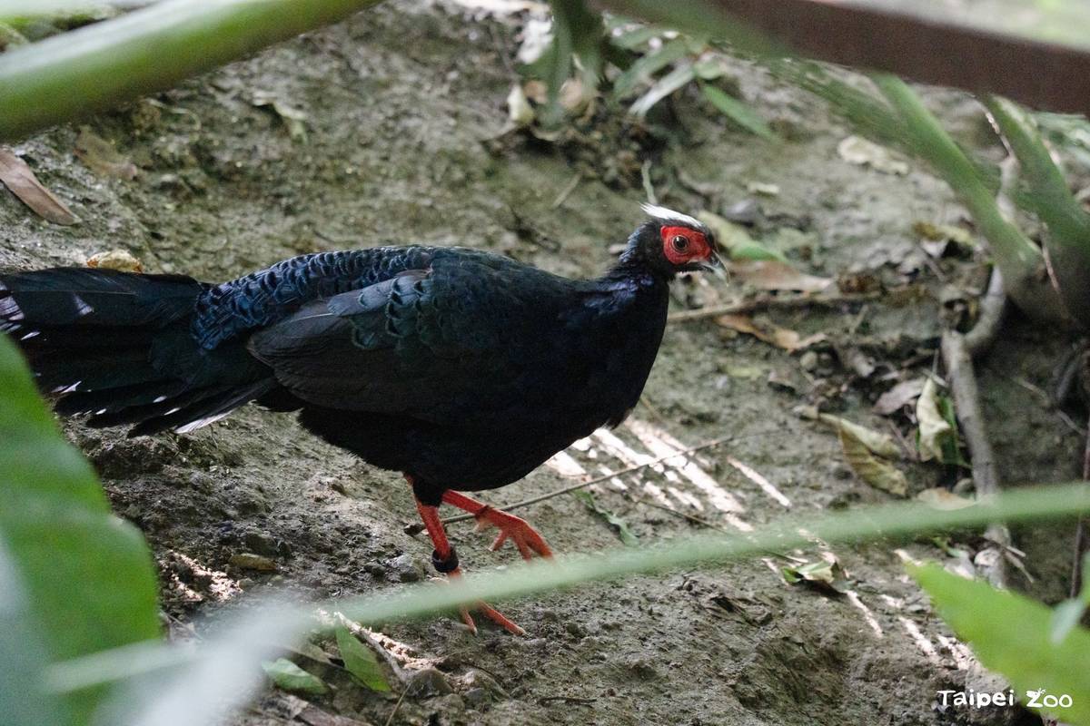 生性害羞的越南鷴經常在隱蔽的植栽間活動
