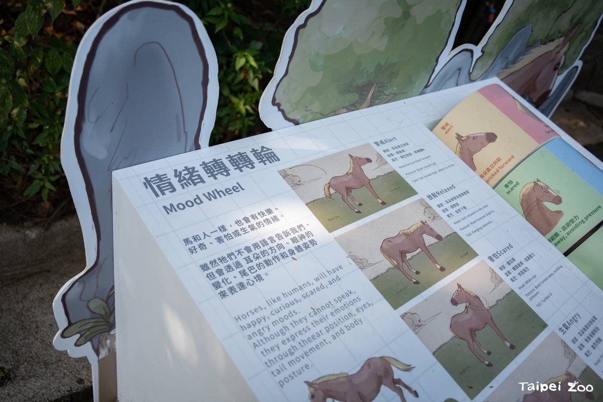 透過特展，認識「馬」科動物的故事