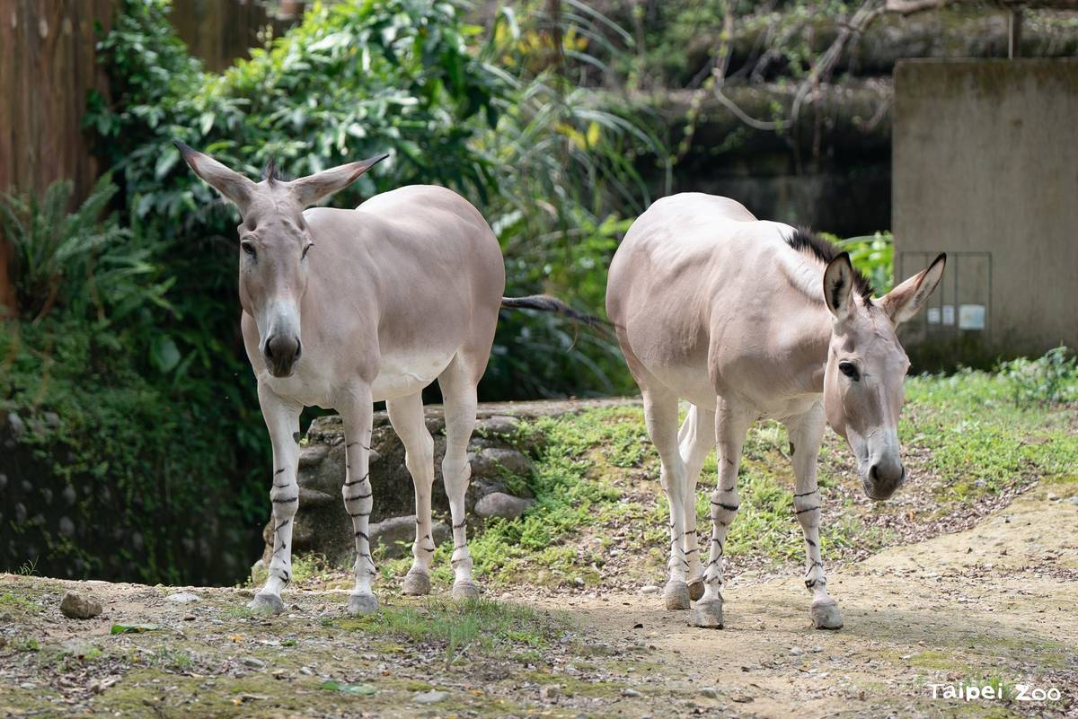 非洲野驢 (African Wild Ass)被國際自然保育聯盟 (IUCN) 列為「極危 (CR)」等級