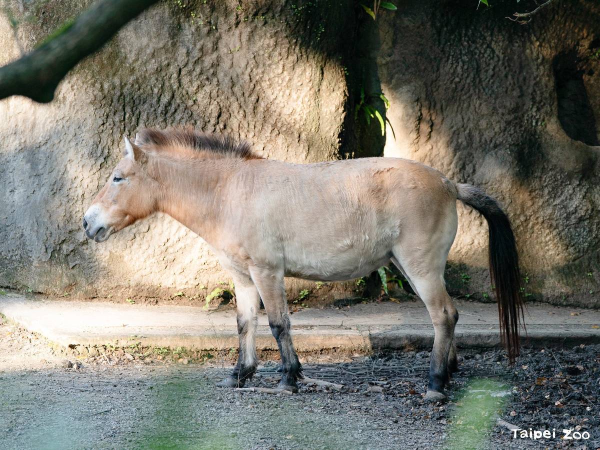 蒙古野馬 (Przewalski's Horse)曾一度在野外宣告滅絕，現為「瀕危 (EN)」等級