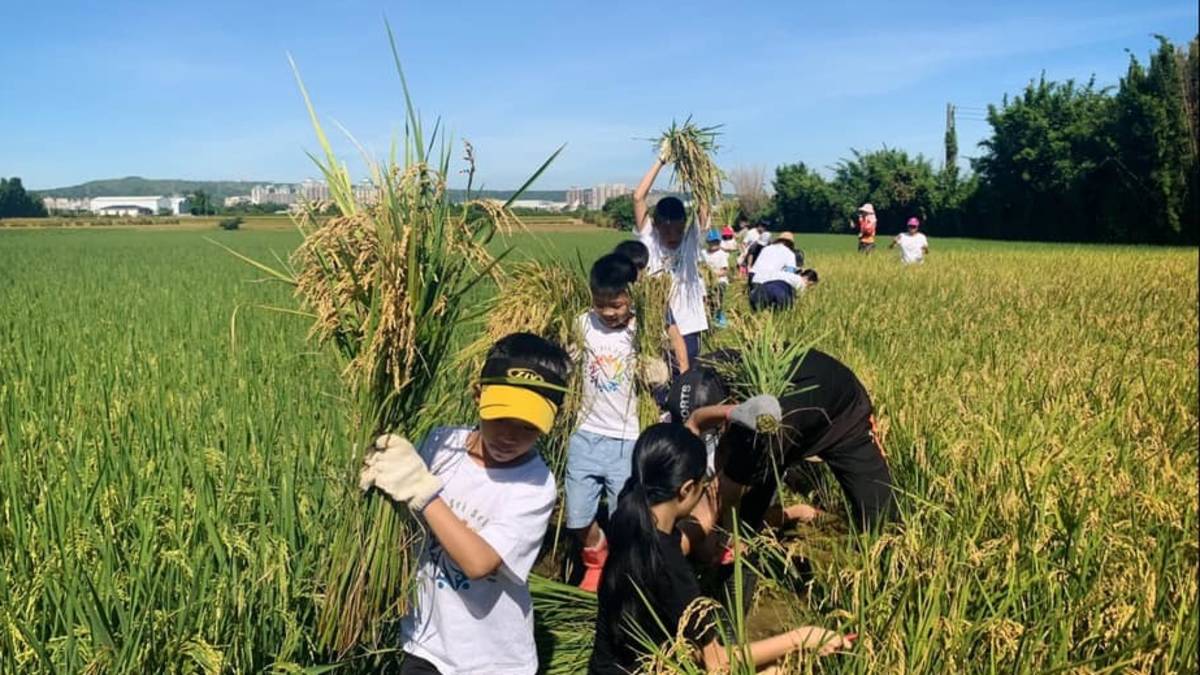 稻田可以生產好米及進行食農體驗及環境教育