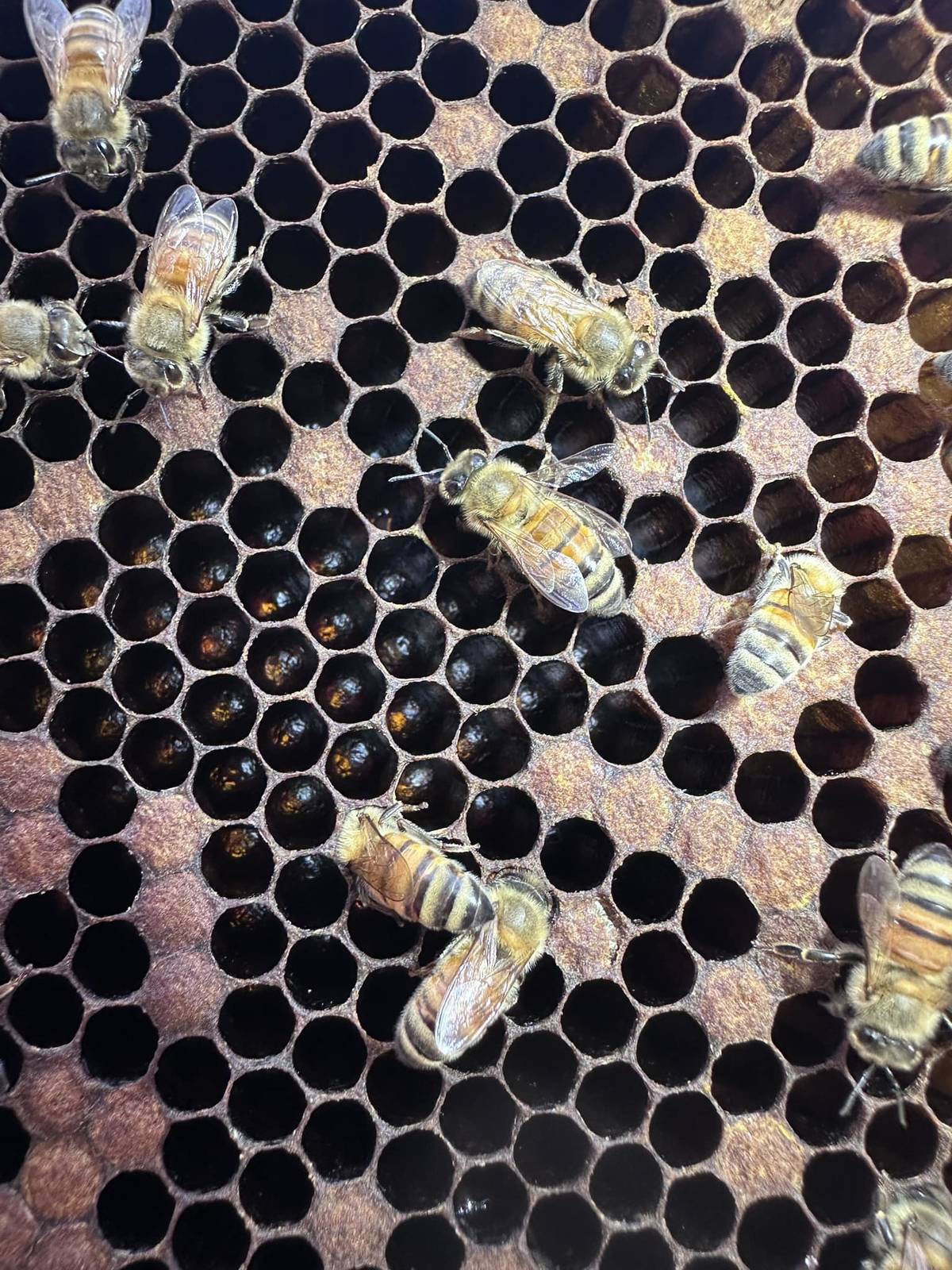 蜜蜂們辛勤工作/取自「獵場」FB粉絲專頁