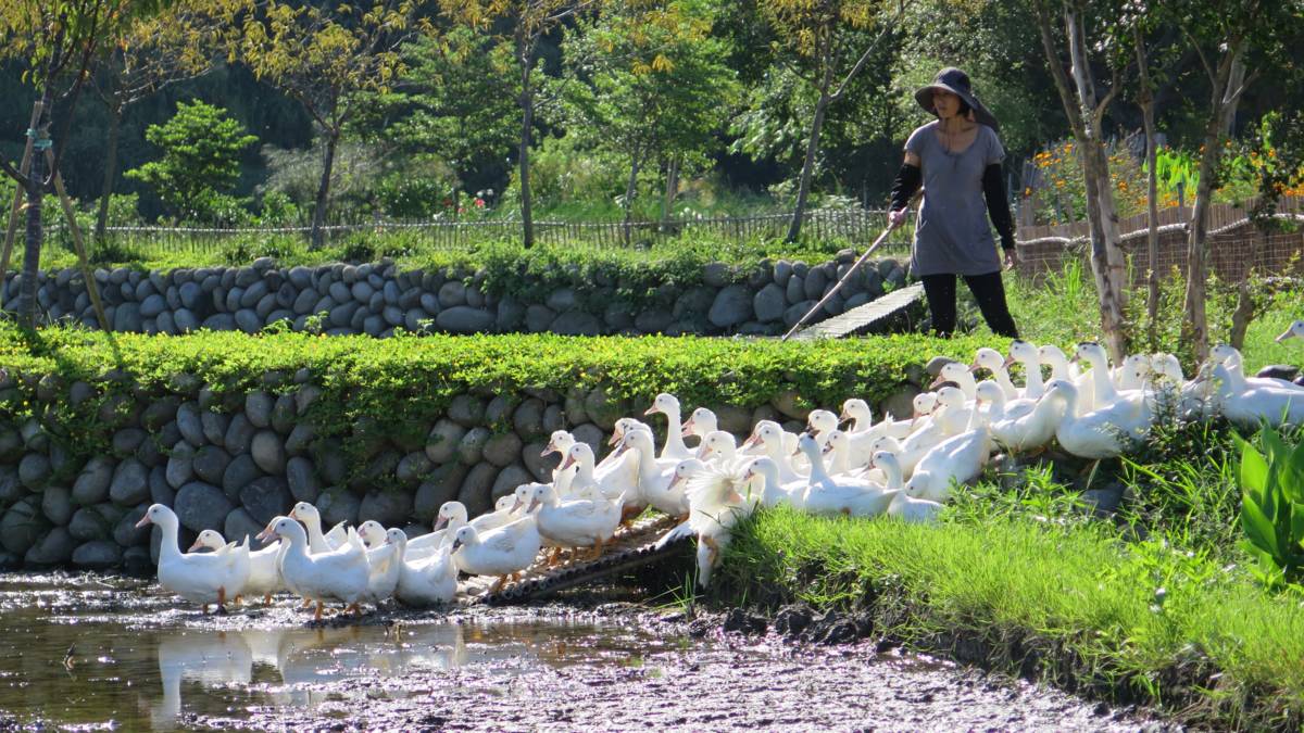 插秧前先讓成鴨下田吃福壽螺，防止小秧受福壽螺侵害