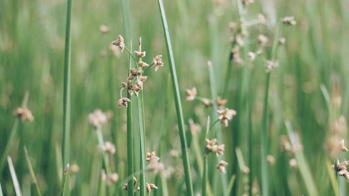 大片的藺草田，已經成熟