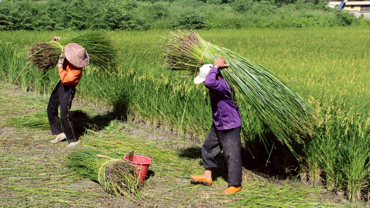 農人於藺草田進行收割