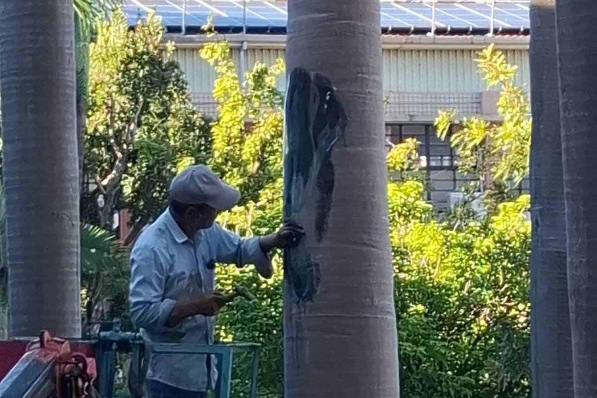 樹木醫學專家入校對椰子樹進行專業修補與養護