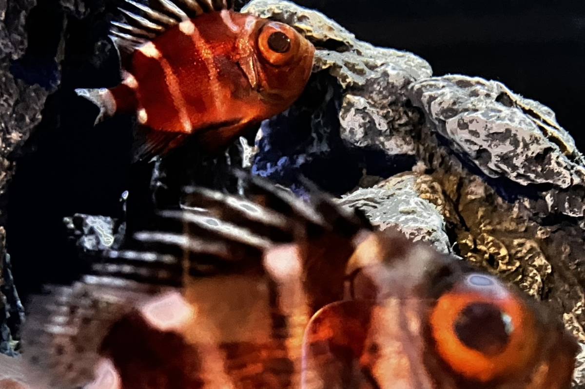 「深海水族箱」展區揭開深海生命在極端環境中進化出的奇異形體