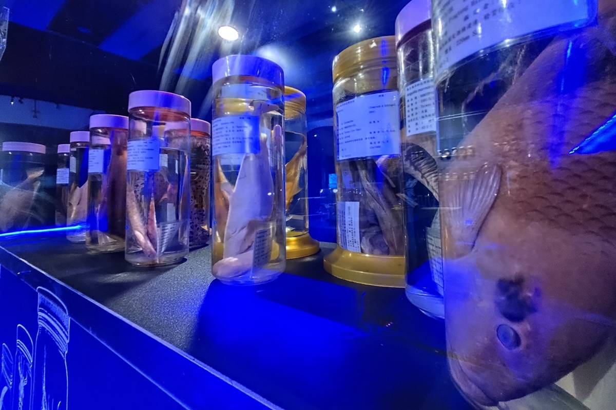 「標本實驗室」窺見科學家細緻的標本製作及保存工藝