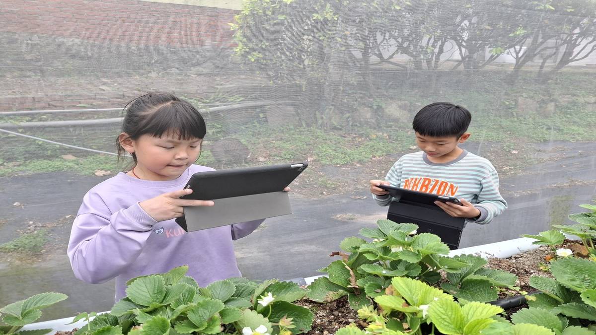 東興國小草莓病蟲害辨識APP，可以找出草莓病蟲害（圖:東興國小提供）
