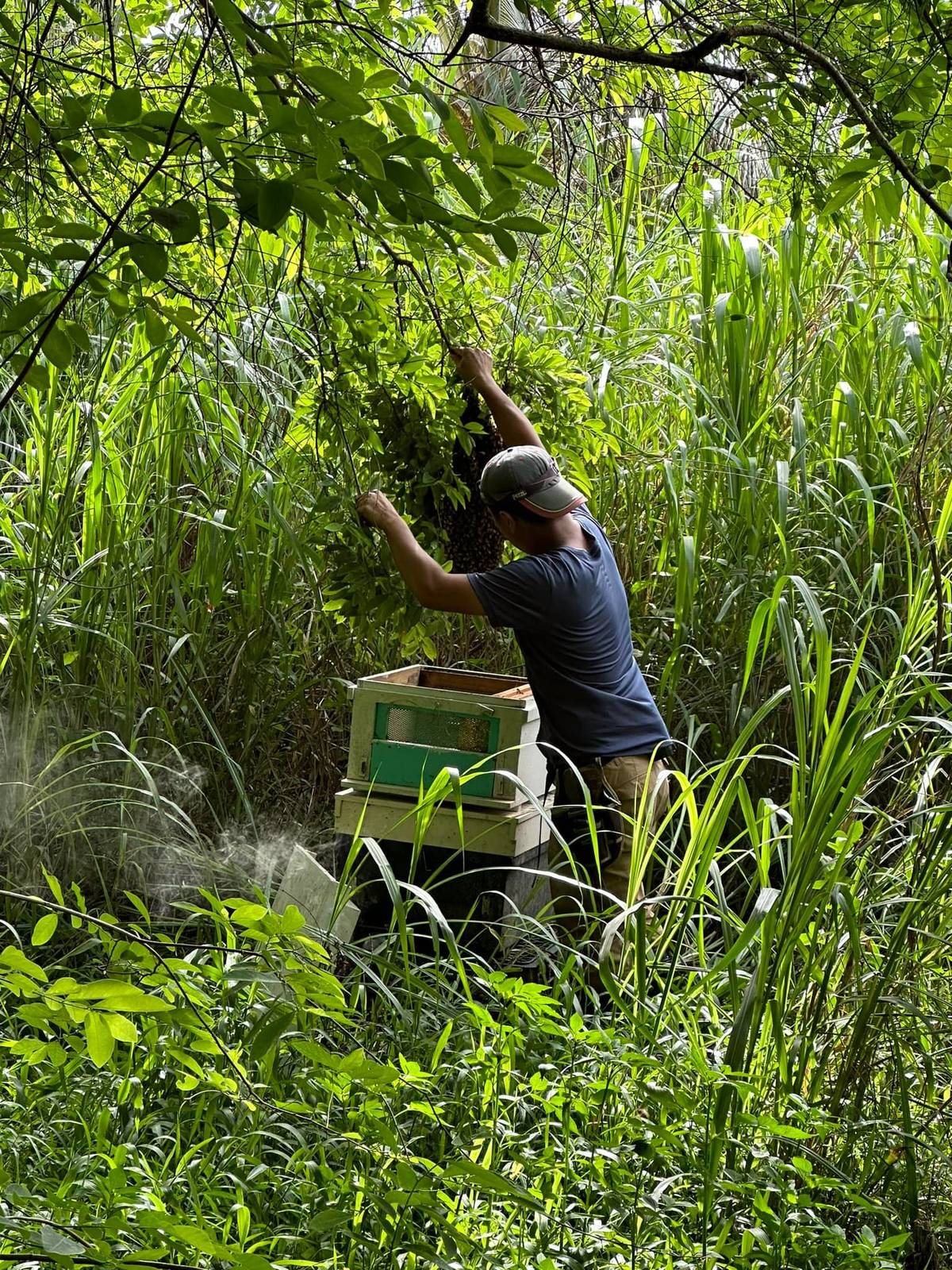 示範了如何收蜂～從樹枝等下來的瞬間/取自「獵場」FB粉絲專頁