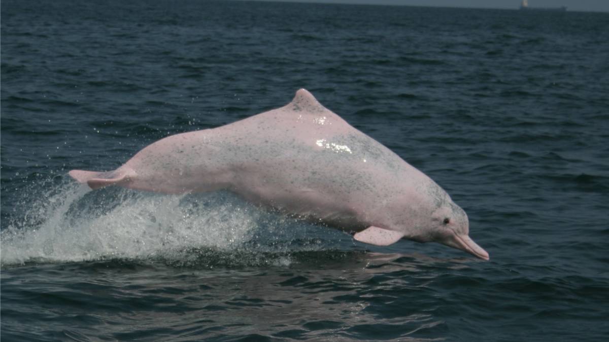 台灣白海豚全身躍出的成熟個體
