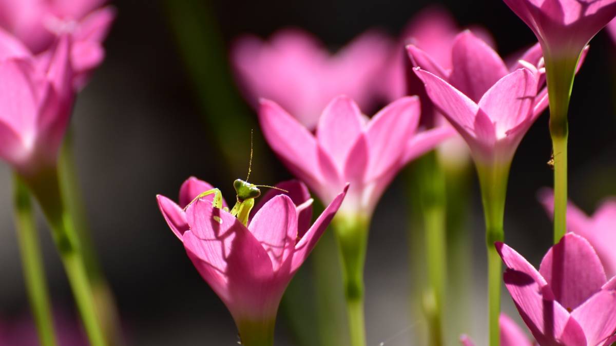 本集主題：用鏡頭記錄精彩人生的生活藝術家
邀請來賓：臺中市清水國小志工隊志工、清水瓊仔腳莊園 ~王愛理

攝影作品：我的家