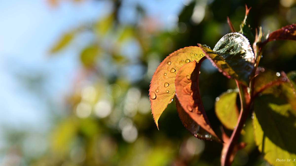 本集主題：用鏡頭記錄精彩人生的生活藝術家
邀請來賓：臺中市清水國小志工隊志工、清水瓊仔腳莊園 ~王愛理

攝影作品：金色雨滴