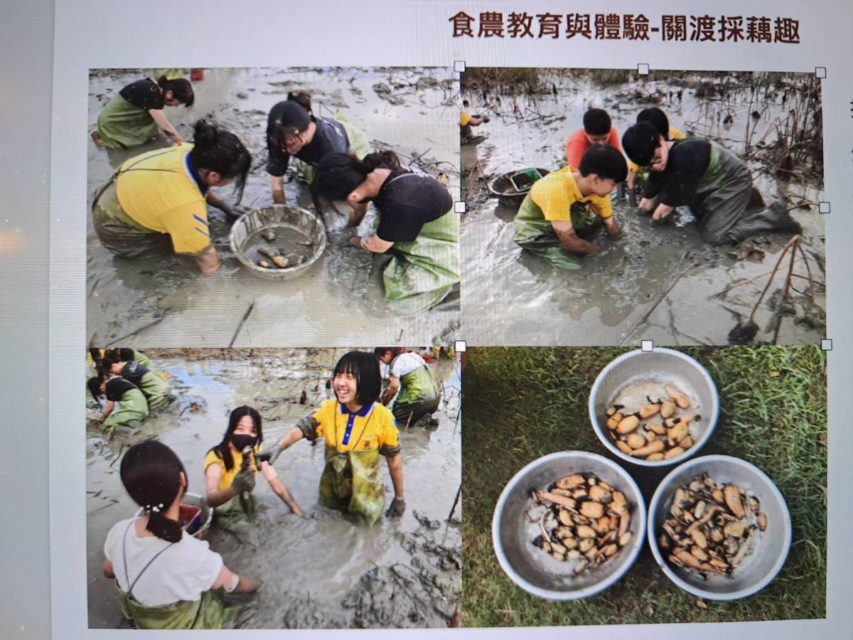 台北市野鳥學會與關渡國中合作種蓮藕活動