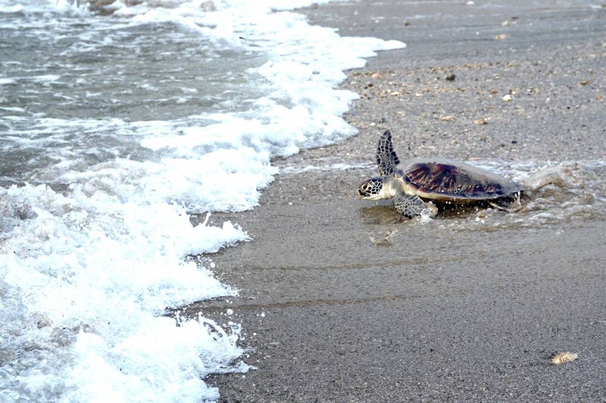 康復海龜爬向大海
