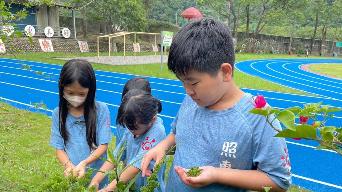 新竹縣照東國小（植物的秘密顏色）採集