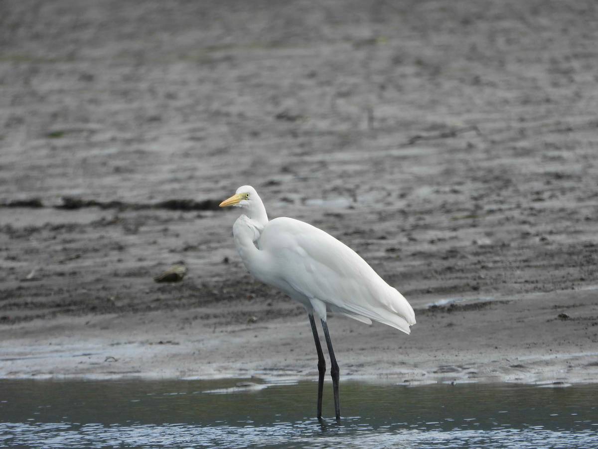 紅樹林做為陸地與海洋間的堅實屏障，提供野生動物棲息之處，照片為大白鷺