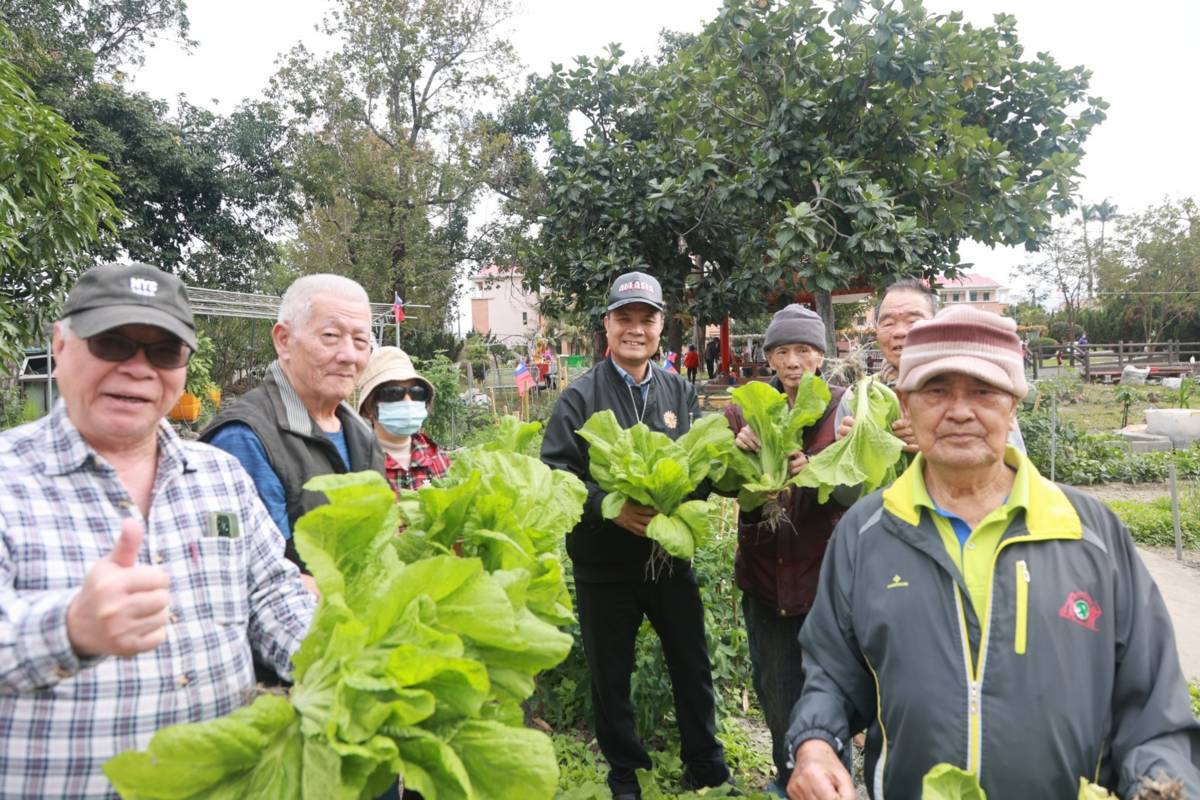 長輩親自採收芥菜