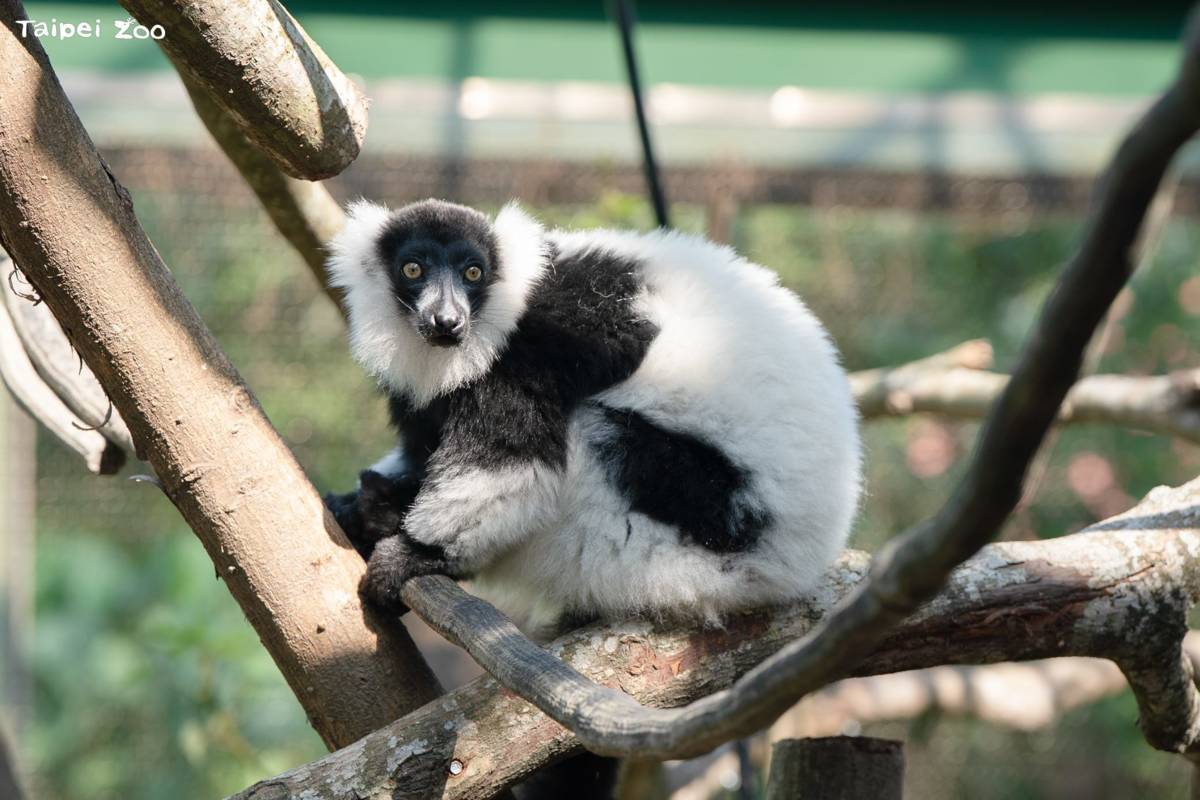 臺北市立動物園為擅於攀爬的狐猴們增設錯落的枝幹