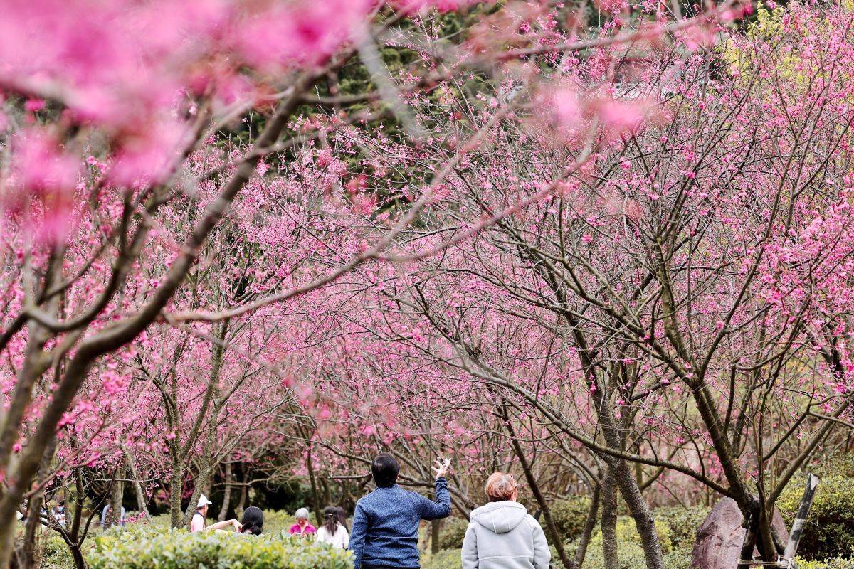 2026年陽明山花季即日起在花鐘廣場登場，展期至3月15日