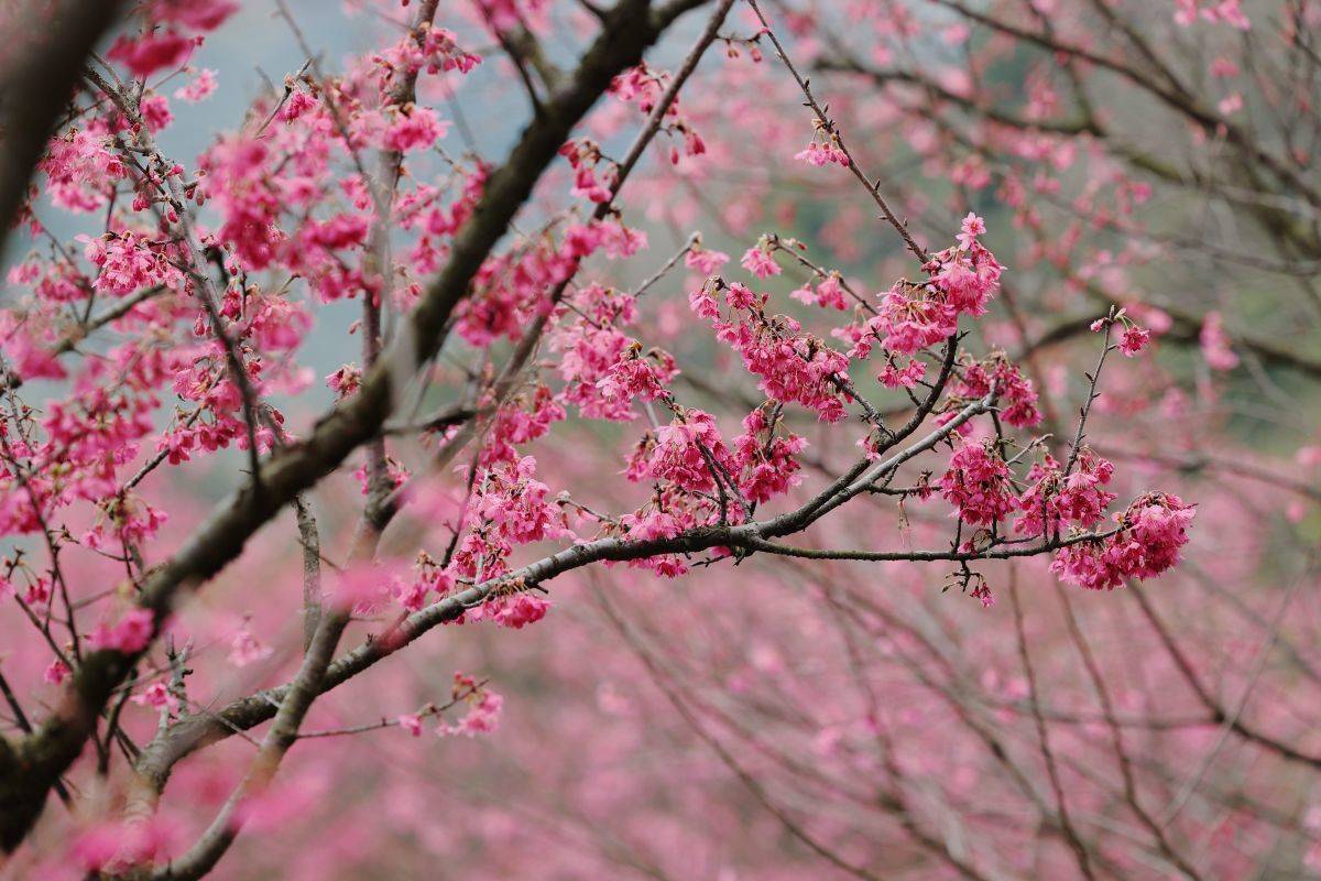 櫻花盛開在陽明山