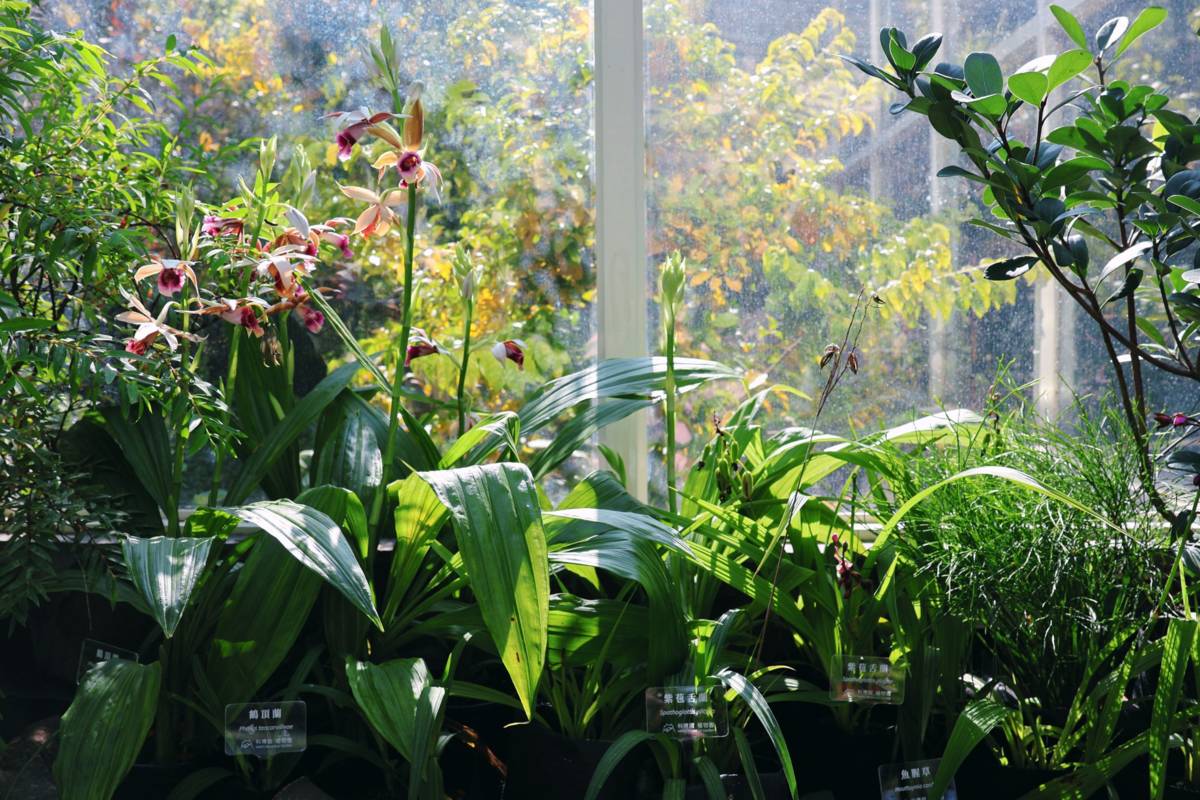 《野地之詩》帶你聆聽臺灣原生草花在城市裡說故事。(圖:科博館提供）