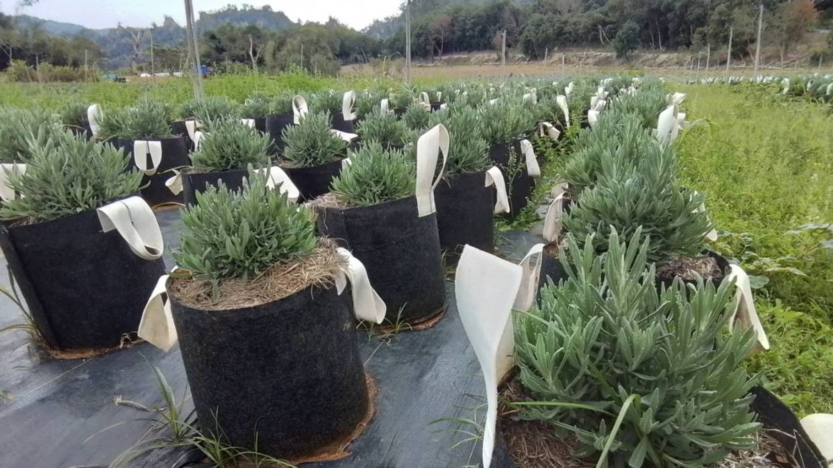 芙彤園香草田一隅01