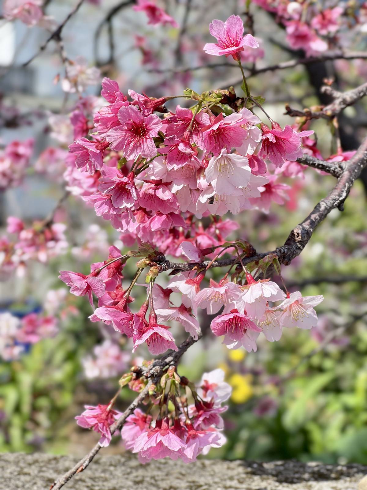 邀請來賓劉光鶯